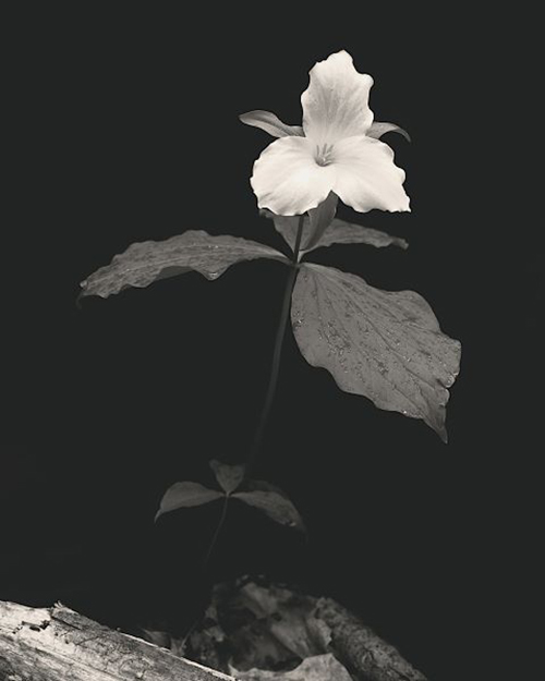 Still Life, Study #4