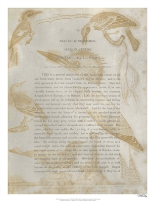 Ornithology Impressions I