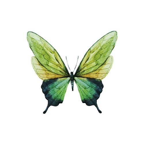 Butterfly Specimen I