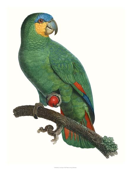 New Parrot of the Tropics I