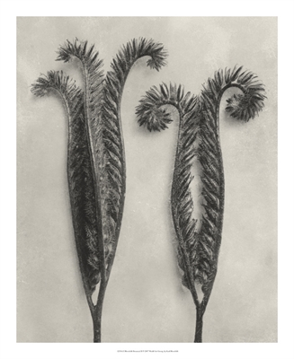 Blossfeldt Botanical II