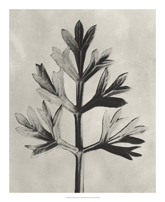 Blossfeldt Botanical I